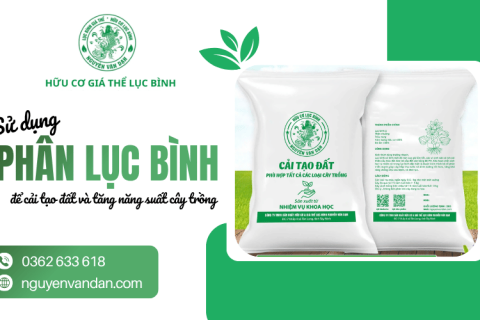 Sử dụng phân lục bình để cải tạo đất và tăng năng suất cây trồng